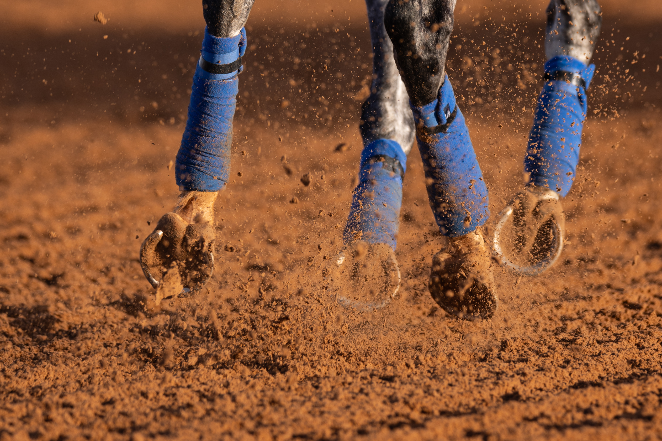 RS32839_21.2.25_THE SAUDI CUP_TRACKWORK_LEGS_NEVILLE HOPWOOD-7230.jpg
