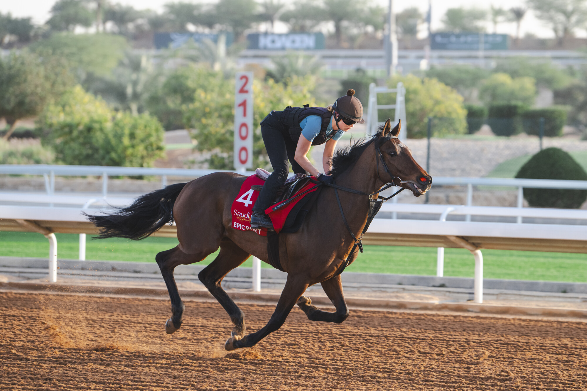 20260212 RS43050_260211_SaudiCup_trackwork_Epic-Poet_PaulMcMillan-001.jpg