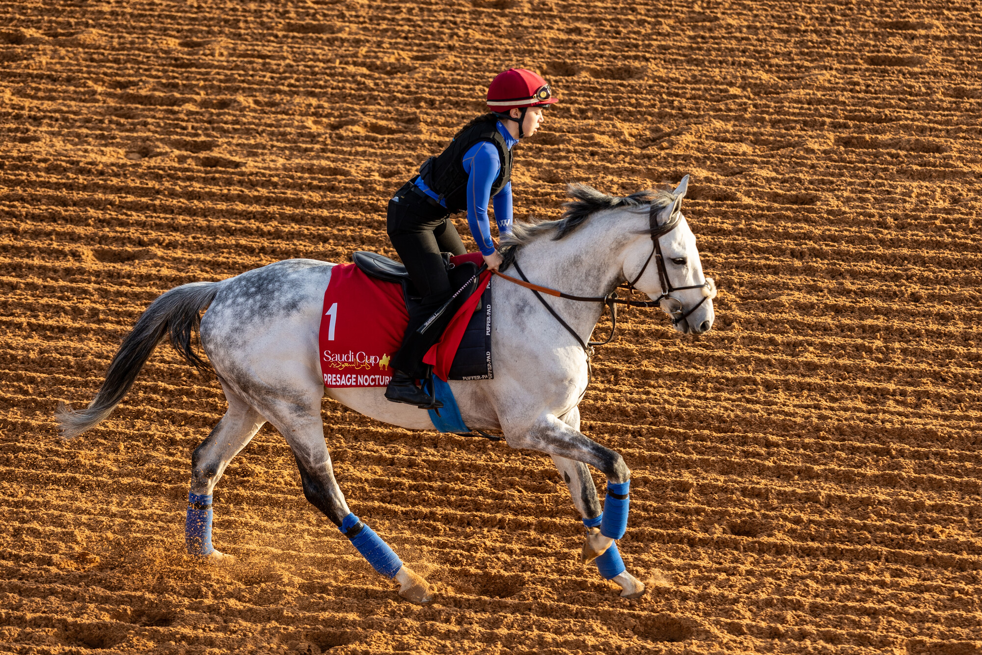 20260213_RS43108_12.2.26_Saudi Cup_Trackwork_PRESAGE NOCTURNE_Neville Hopwood-7312_lpr.jpg